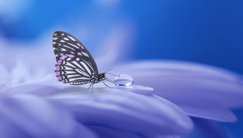 Botanical Wonder